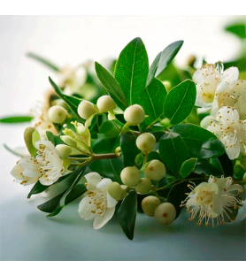 Myrtle Natural flavour